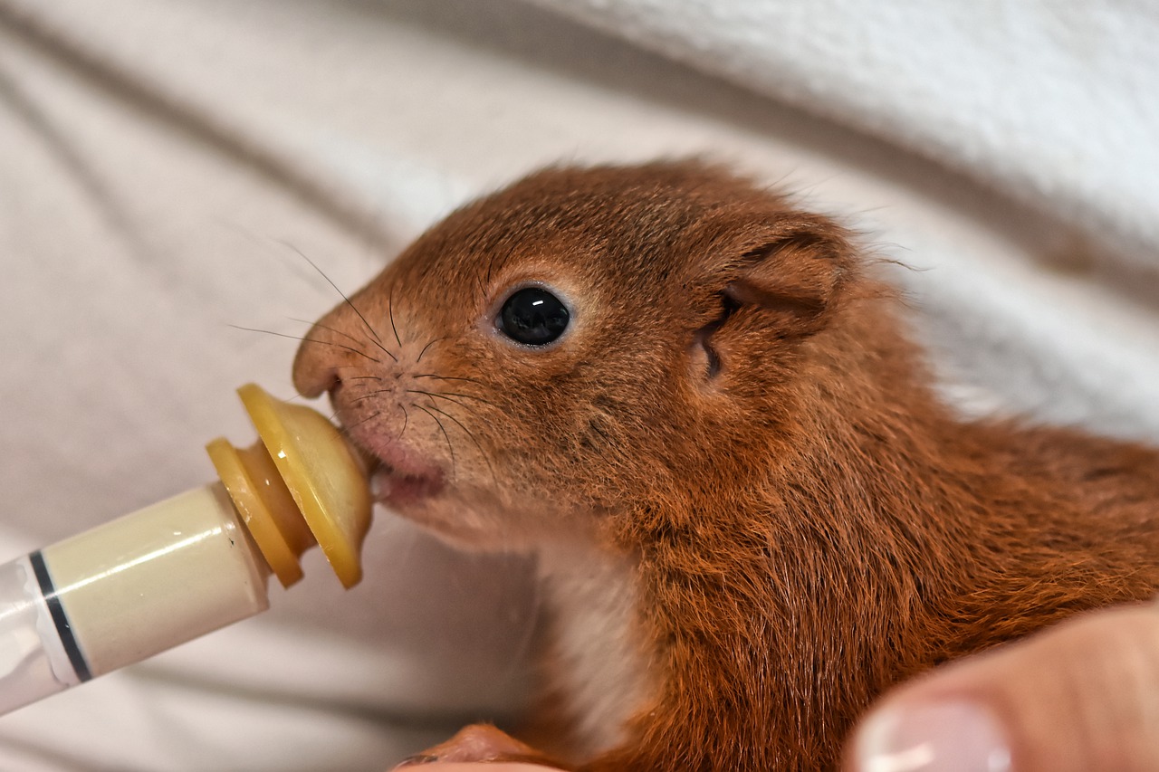 A squirrel cub being hand fed using a syringe