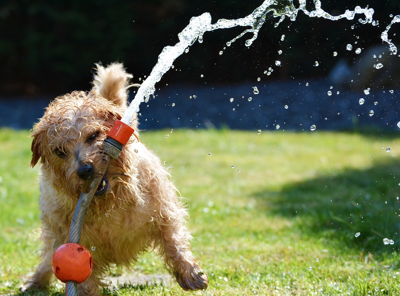 a small dog playing with a hose pipe on a lawn
