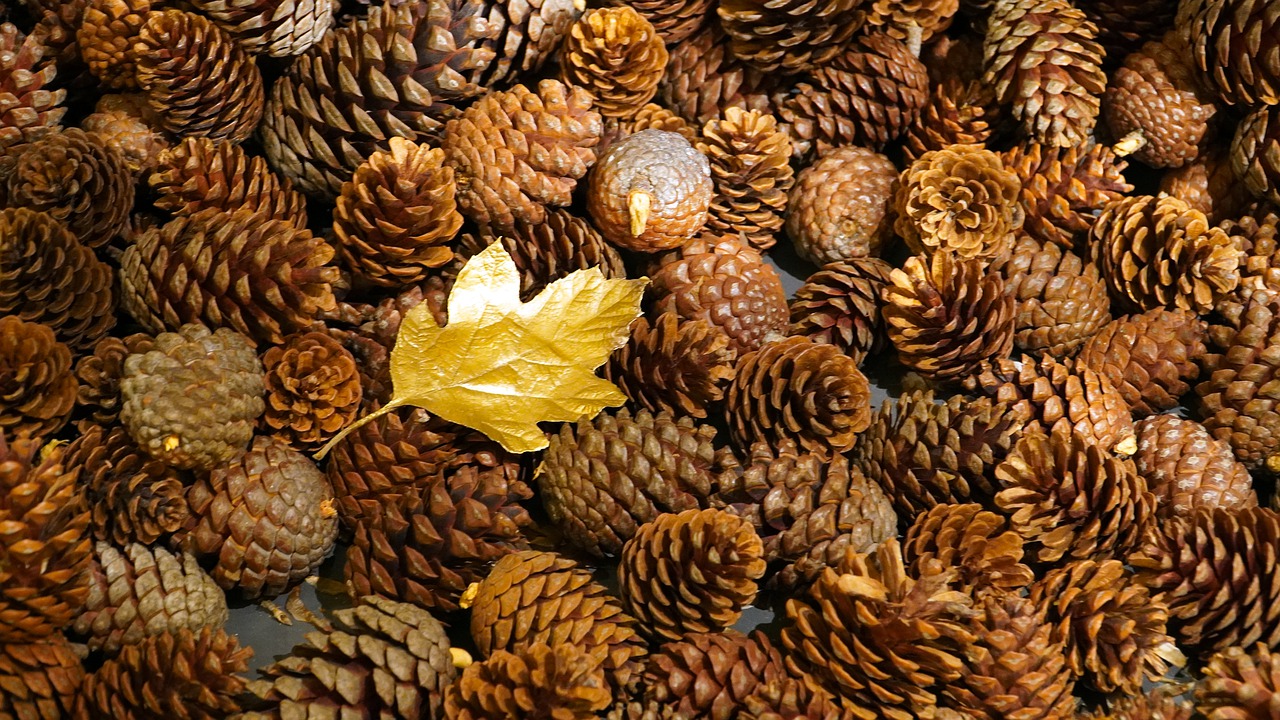 a layer of pinecones with an autumnal leave on top