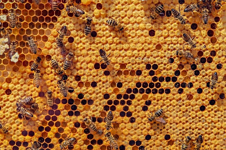 Diliau mêl yn arddangos hecsagonau mewn patrwm sydd yn teselu